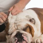 pies, któremu mężczyzna czyści uszy