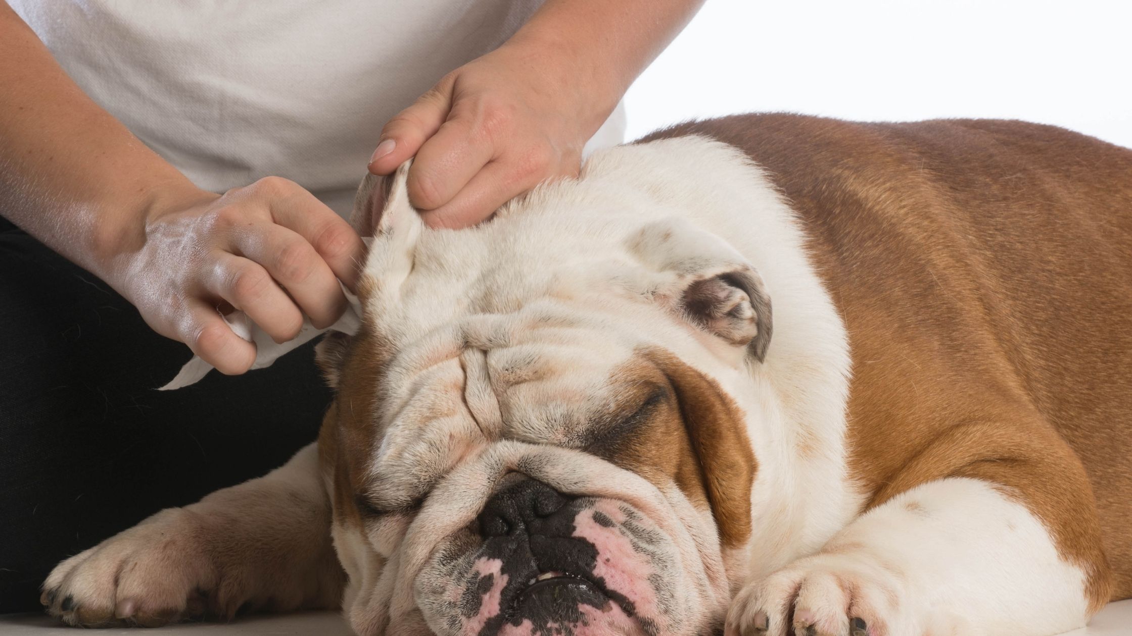 pies, któremu mężczyzna czyści uszy