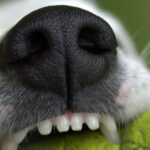 zęby psa, który gryzie patyk