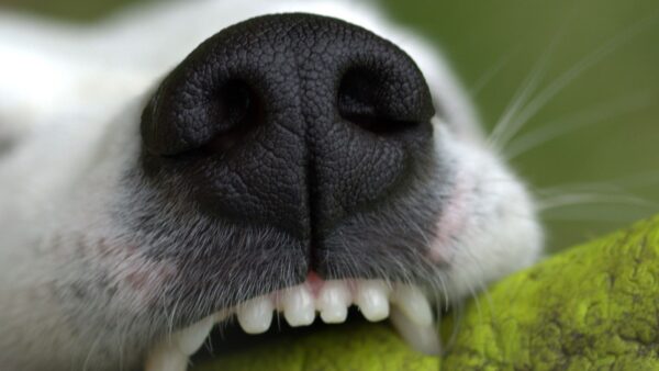 zęby psa, który gryzie patyk