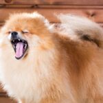 szpic miniaturowy ziewa