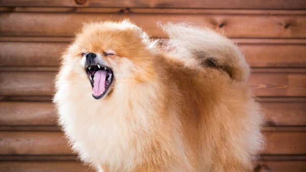 szpic miniaturowy ziewa