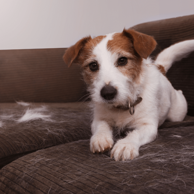 pies na kanapie wokół sierść