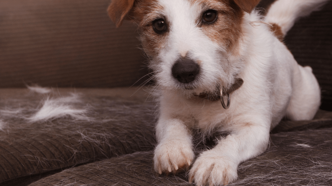 pies na kanapie wokół sierść