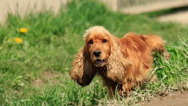 spaniel w trawie