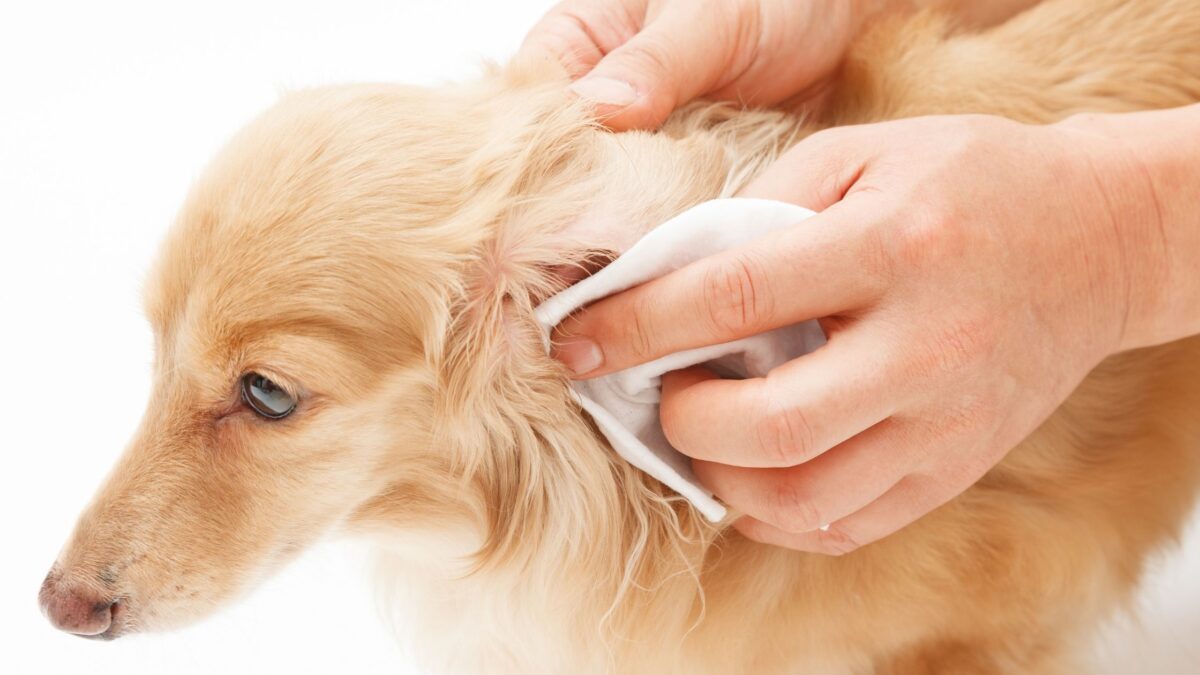 pies i czyszcząca mu ucho osoba