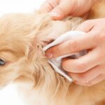 pies i czyszcząca mu ucho osoba